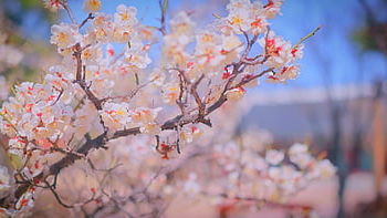 kirsebærblomst, blomst tapet, cherryblossom, sakura, vår, rosa, blomst, natur, anlegg, korea, Republikken, Korea