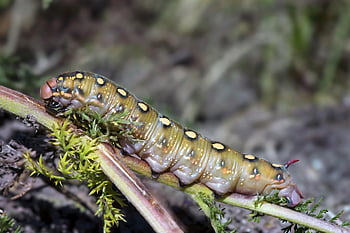 caterpillar, larva, hyles Euphorbiae, insect, worm, moths, metamorphosis, macro, fauna, animal, nature