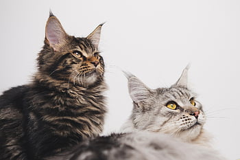 maine coon, kočky, mourek, domácí mazlíčci, Příroda, zvířat, domácí kočky, kotě, Kočkovitý, savec, načechraný