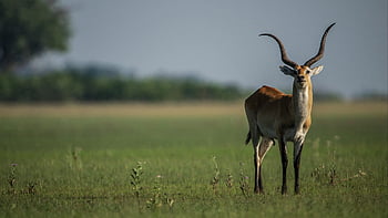 Zambézi Mocsáriantilop, antilop, állat, szarvak, vadvilág, emlős, fauna, vadon, természet, Okavango, Botswana