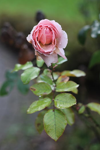 růže, květinové pozadí, květ, Bloem, krásné květiny, Příroda, květinové tapety, růže květina, růžový, romantika, květinový