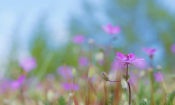 ruprecht urt, spids blomst, storkenæb, stinkende kranebillede, vilde plante, violet, urter, eng, blomst eng, blomstre, flor