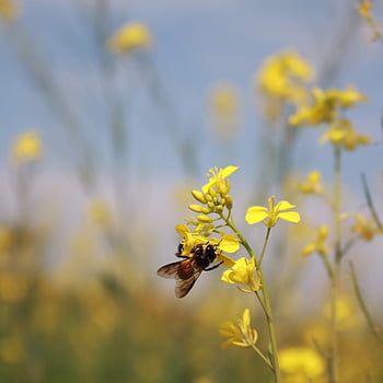 la nature, abeille, été, tr, insecte, mon chéri, papier peint à fleurs, jardin, fleur, pollen, printemps