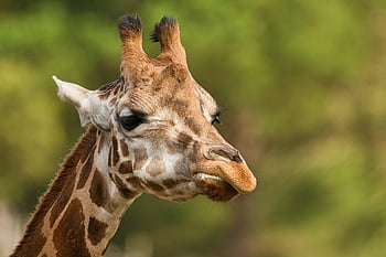 giraffe, animal, head, mammal, wildlife, zoo, nature, portrait