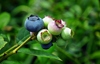 coacăze, fruct, natură, a închide, grădină, tufiș, vitamine, ecologic, natural, alimente, proaspăt