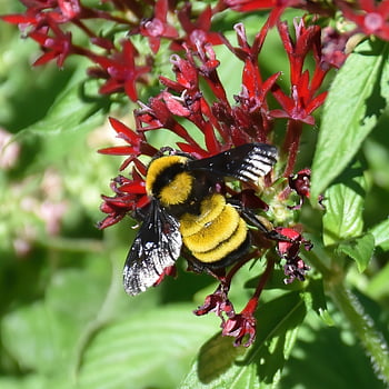 čmelák, krásné květiny, včela, křídla, květ, Příroda, hmyz, bombus, květinové tapety, květinové pozadí, opylování
