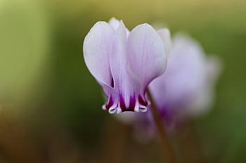 cyclamen, blossom, bloom, little Cyclamen, flower Background, flower, flower Wallpaper, beautiful Flowers, plant, flora, nature