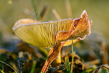 houba, russula, podzim, svítání, mráz, věda o houbách, Příroda, les, k lidské spotřebě, louka, makro
