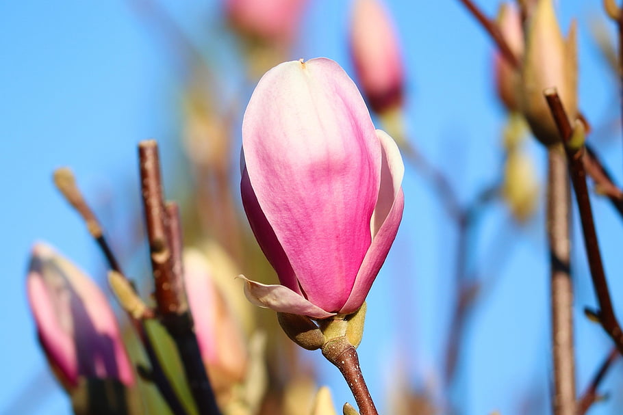 magnolia, flower Wallpaper, flower, spring, branch, petals, pink Flower, magnolia Blossom, bloom, magnolia Tree, ornamental Plant