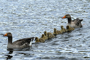 geese, gosling, birds, animals, chicks, whole Family, feathers, plumage, waterfowl, nature, wild Animals