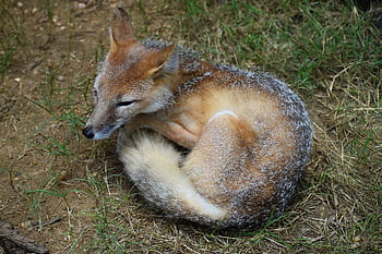 liška, volně žijících živočichů, zvíře, Příroda, zoo, Unavený a ospalý, stočený, komfortní, jeden pes, psí, vlk