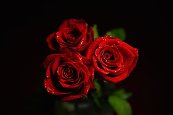 rose, red, romantic, flower Wallpaper, roses, flower, beautiful Flowers, nature, love, wine, flowers