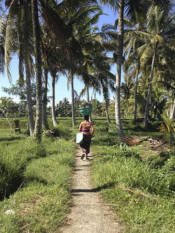 bali, Indonésie, místní lidé, palmy