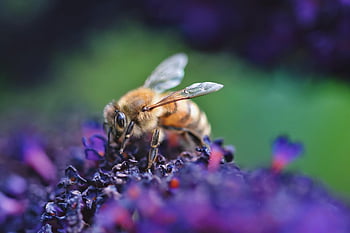 ape, insetto, entomologia, impollinare, impollinazione, macro, macrofotografia, natura, il mondo degli animali, da vicino, bokeh