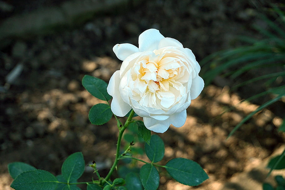 garden Rose, flower, plant, white Flower, bloom, blossom, ornamental Plant, flora, plant Nursery, garden, closeup