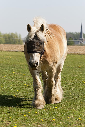 draft Horse, animal, horse, workhorse, farm, nature, belgian Draft Horse, heavy, overwhelming, pasture, grazing