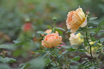 rose, nature, flower, bloom, spring, flower Wallpaper, petal, flower Background, valentine's Day, chinese Rose, in Full Bloom