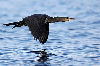 cormorant, bird, animal, flight, wings, feathers, plumage, waterbird, ornithology, wildlife, avian
