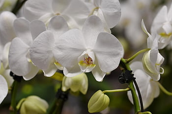 orchids, flower, petals, orchid Flower, blossom, bloom, plant, nature, exotic, tropical