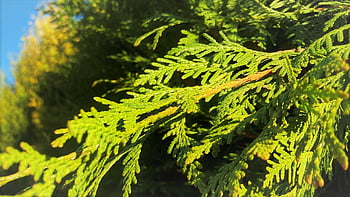 Thuja Tree, evergreen, listy, Příroda, makro