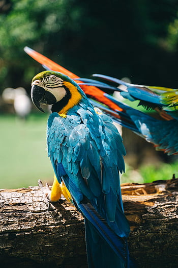 colorful macaw, close-up photography, macaw parrot, natural setting, branch, vibrant feathers, blue macaw, wildlife photography, tropical bird, exotic bird, perched macaw