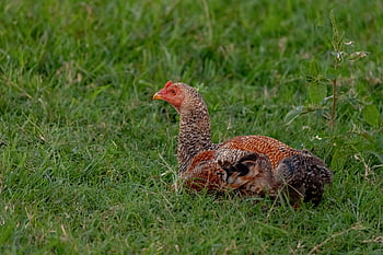 bird, feathers, chick, chicken, agriculture, animal, avian, beak, countryside, domestic, nature