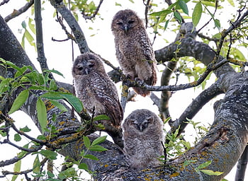 tawny owl, sova, ptáků, zvíře, dravý pták, raptor, volně žijících živočichů, dravec, peří, Příroda, strom