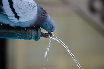 pigeon, drinking water, fountain pipe, close-up, wildlife, outdoors, bird, water fountain, nature, animal, drinking
