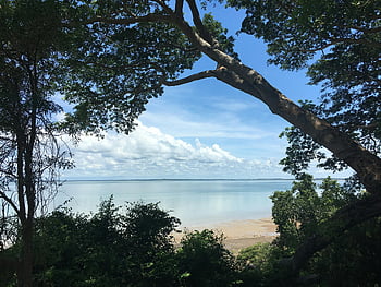 træer på stranden, Tranquil Beach Scene, Serene Ocean View, Darwin Australien, strand mod himmel, indrammede træer, havudsigt, strand træer, rolig scene, Serene Beach, Darwin Beach