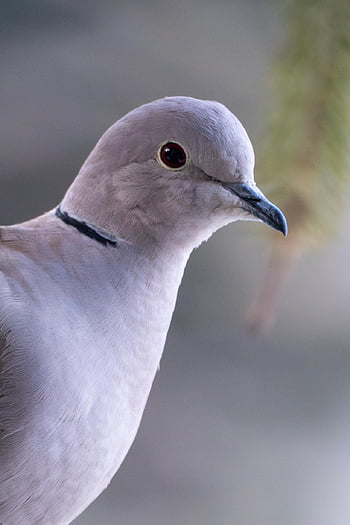 pták, holub, peří, Příroda, volně žijících živočichů, ptačí, zvíře, Pírko, létat, pidgeon
