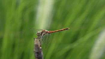 insect, entomology, dragon-fly, species, wings, heidelibelle, nature