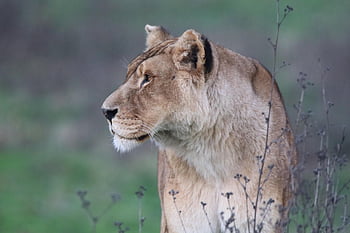 animal, feline, lioness, nature, africa, backup, park, mammals, biodiversity