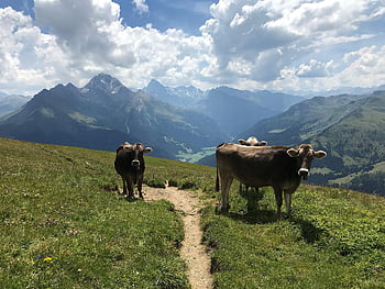 berge, Wandern, schweiz, Ferne, weitblick, kühe
