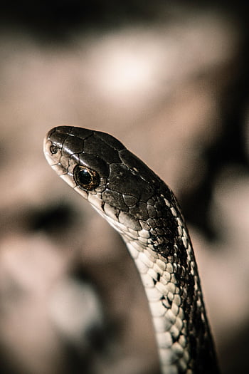 garter Snake, snake, animal, mobile Wallpaper, reptile, ipad Wallpaper, wildlife, beautiful Wallpaper, scales, samsung Wallpaper, nature