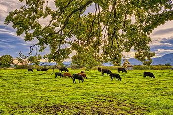 natuur, weide, vee, slachtvee, koeien, dieren, zoogdieren, galloway vee, kudde-, begrazing, veld-