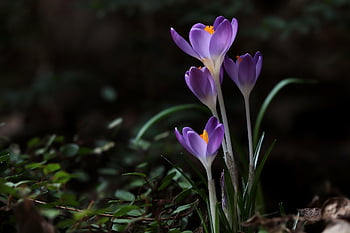 crocus, petals, beautiful Flowers, early Bloomer, signs Of Spring, purple Flowers, plant, blossom, flower Background, bloom, flower Wallpaper