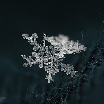 snowflake, extreme close-up, frosty snowflake, intricate patterns, winter beauty, detailed shot, close-up shot, frosty patterns, winter snowflake, snowflake patterns, frosty beauty