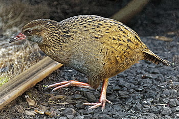 wekaralle, weka, bird, animal, ralle, rallied Bird, brown, coloured, wildlife, plumage, beak