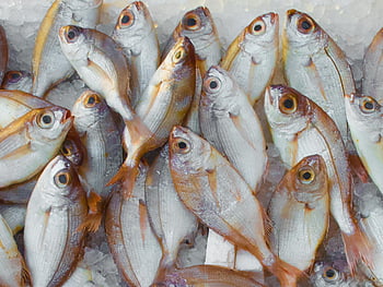čerstvá ryba, trh s mořskými plody, živý displej, Marine Bounty, ryby na ledu, čerstvé mořské plody, trhu, hromada ryb, Displeje mořských plodů, čerstvý úlovek, displej ledu