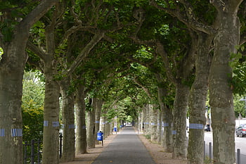 Path dei parchi, città, vuoto, sentiero, all'aperto, parco, marciapiede, strada, viaggio, albero, alberi