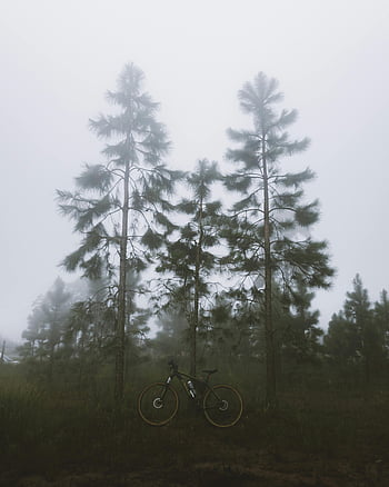 自転車、 木、 霧、 森林、 穏やかな雰囲気、 常緑樹、 霧の設定、 霧の森、 傾く自転車、 高い木々、 屋外のシーン