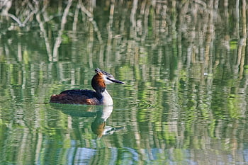 Μεγάλες κώδωνας, λίμνη, πουλί, podiceps cristatus, νερό πουλί, φύση, νερό, άγρια ​​ζωή