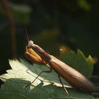 praying Mantis, insect, mantis, locust, entomology, grasshopper, nature, animal, macro, fishing Locust, animal World