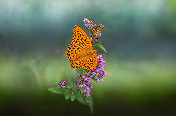 stříbřitá fritillary, květinové pozadí, motýl, květiny, hmyz, argynnis paphia, křídla, entomologie, květ, opylování, krásné květiny