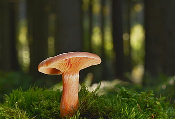 mushroom, forest, moss, fall, forest Floor, fungal Science, close Up, forest Mushroom, nature