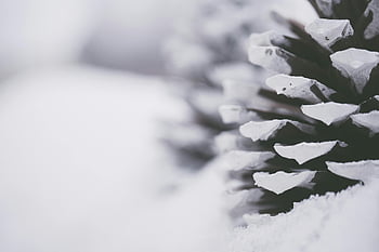 zasněžená borová šiška, detailní fotografie, makro snímek, Malý kužel borovice, zimní scény, klidná zima, zimní fotografie, fotografování přírody, mrazivá borová šiška, zasněžená borovicová šiška