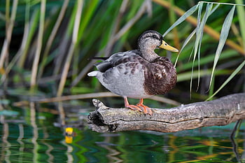 mallard, duck, lake, bird, reeds, aquatic Bird, animal, nature, river, wildlife, ornithology