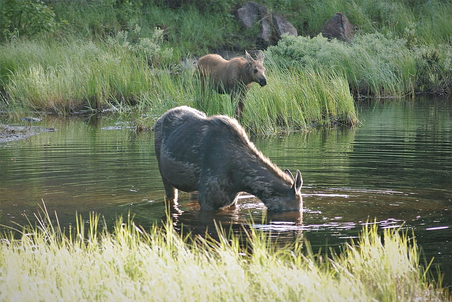 moose, pair, moose And Cow, wet, nature, wildlife, family, animal, outdoor, outdoors, feeding