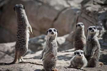 surikaty, rodina, surové, mongoose, savců, zvířat, zvědavý, živočišného světa, volně žijících živočichů, divoký, divoká zvířata