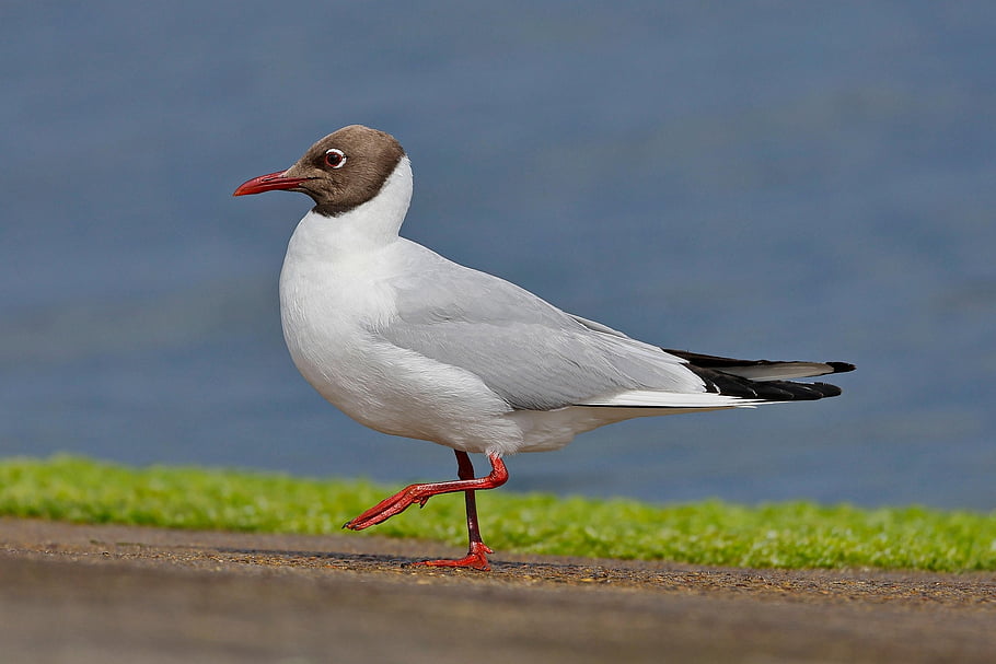 gabbiano con testa nera, natura, uccello, aviaria, specie, fauna, mare, ornitologia, alghe, a piedi, conto